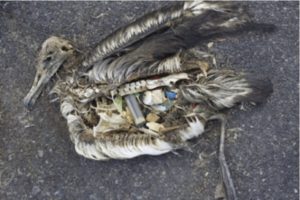 Danni Plastica sulla natura